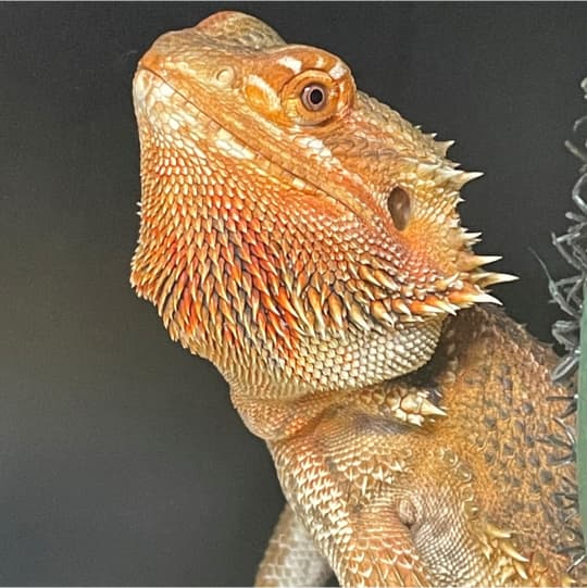 An iguana with red and white markings staring at the camera suspiciously