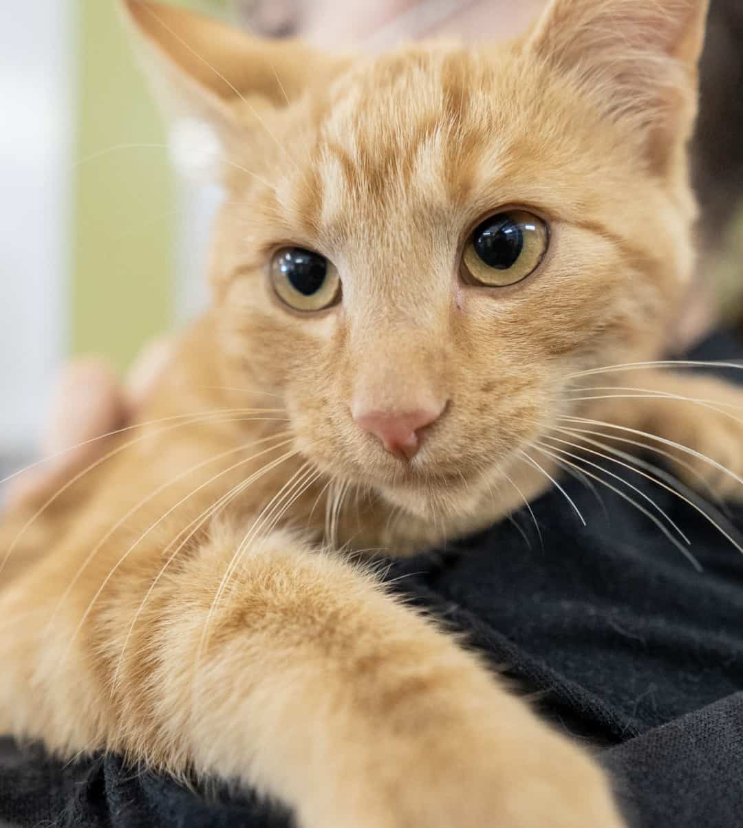 Calgary Humane Society Calgary Humane Society