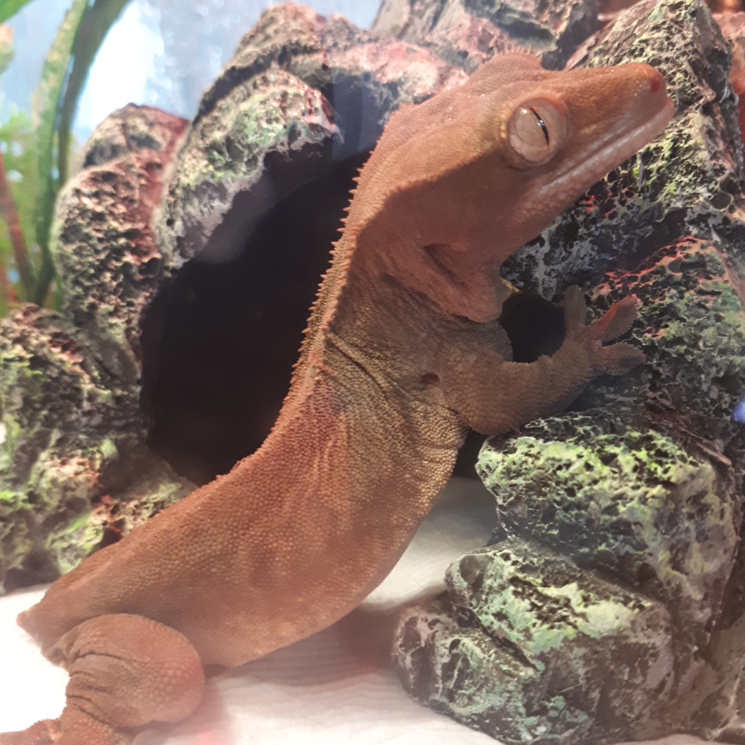 Educators | Calgary Humane Society Educators | Calgary Humane Society