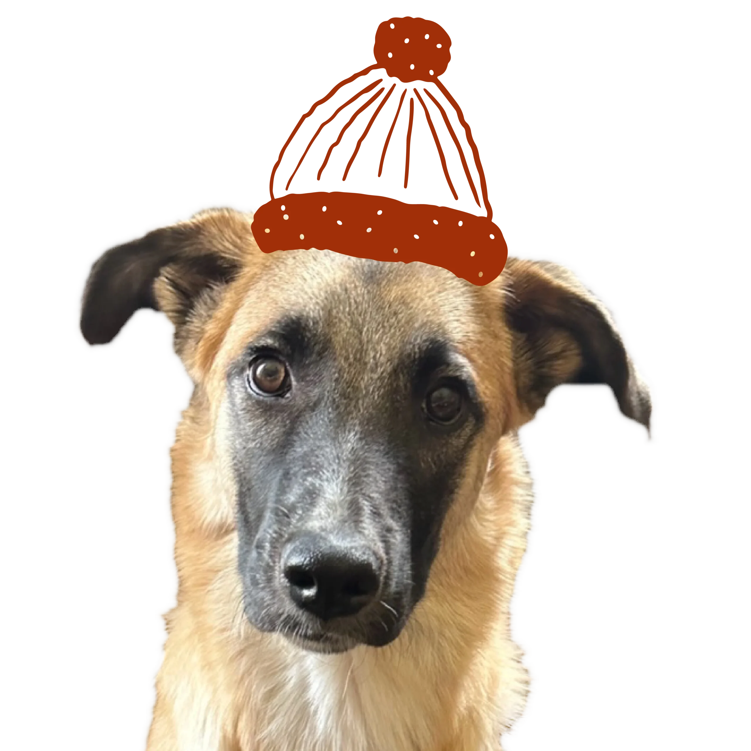 Illustrated image of dog wearing toque