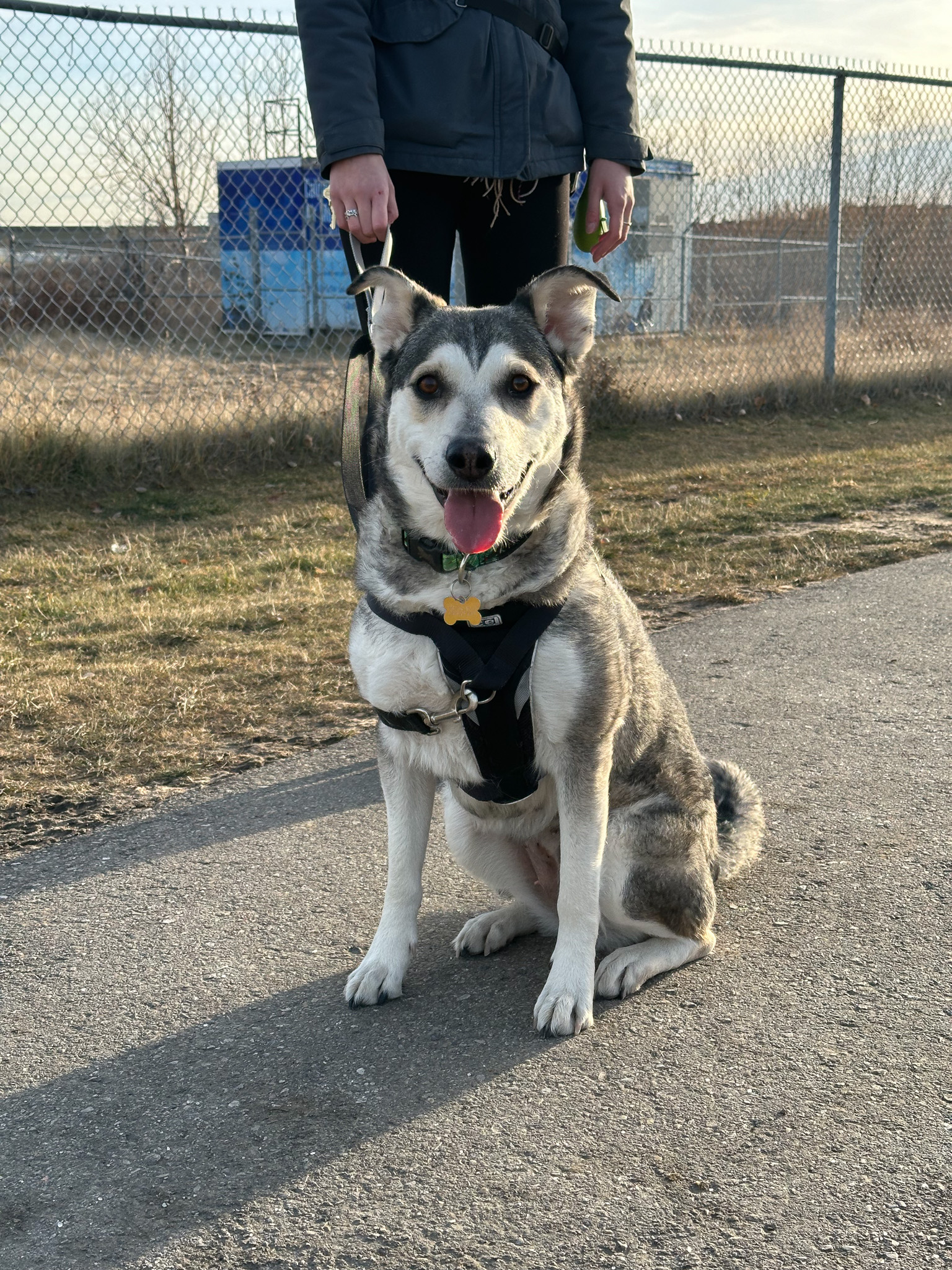Training Classes Calgary Humane Society
