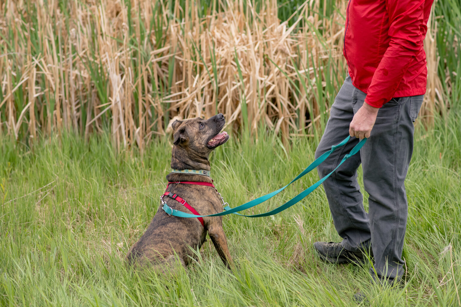 Training Classes Calgary Humane Society