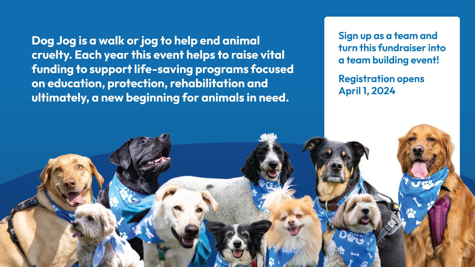 Sponsor Dog Jog! Calgary Humane Society