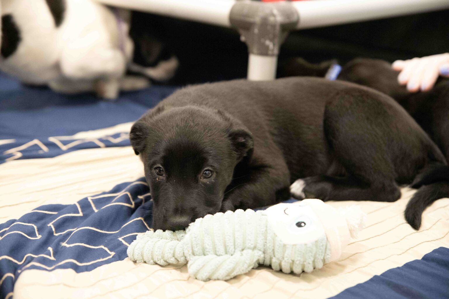 Spay and Neuter Clinics Calgary Humane Society