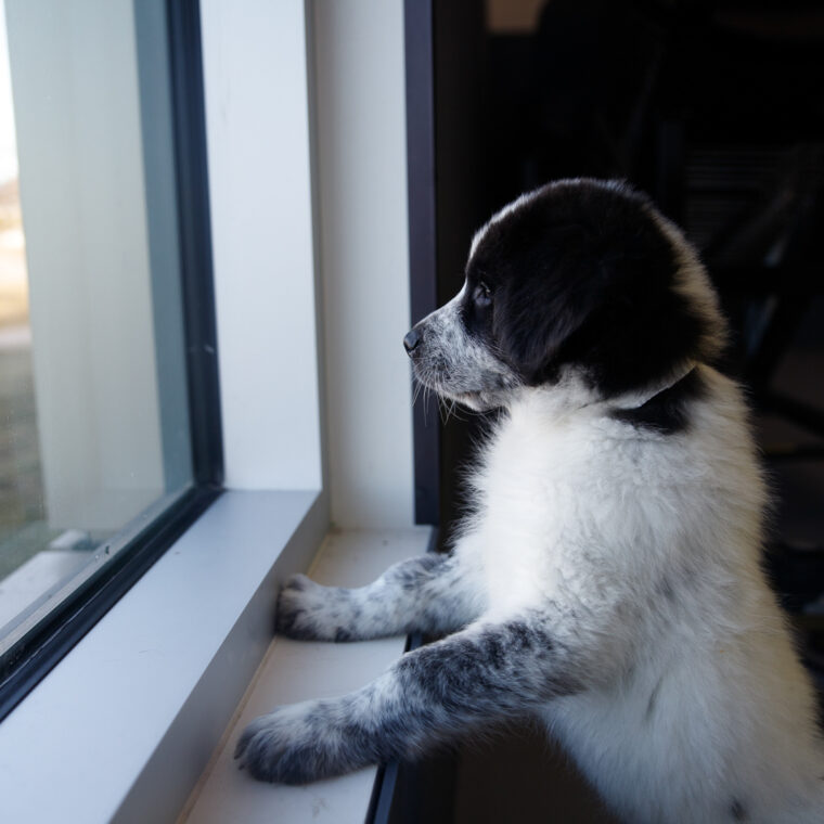 Black and white dog looks out window