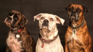 Three pitbulls sitting in a row in front of brown backdrop