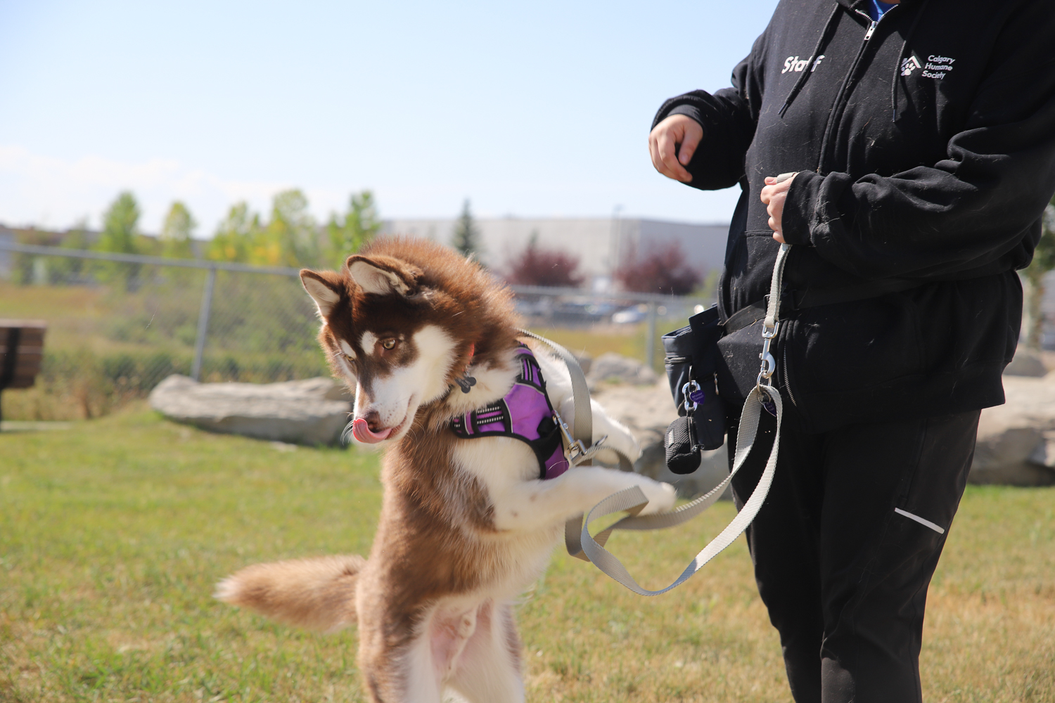 Husky dog gear online