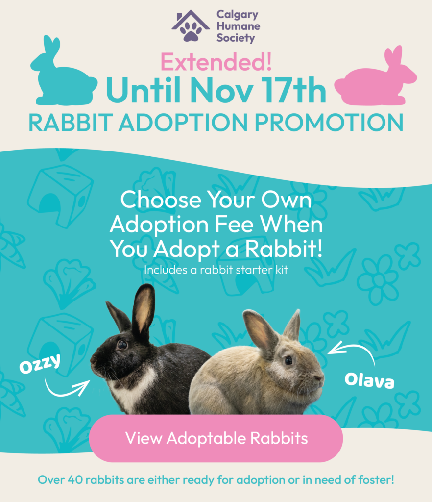 Custom Rabbit Event Rabbit Adoption Event | Calgary Humane Society