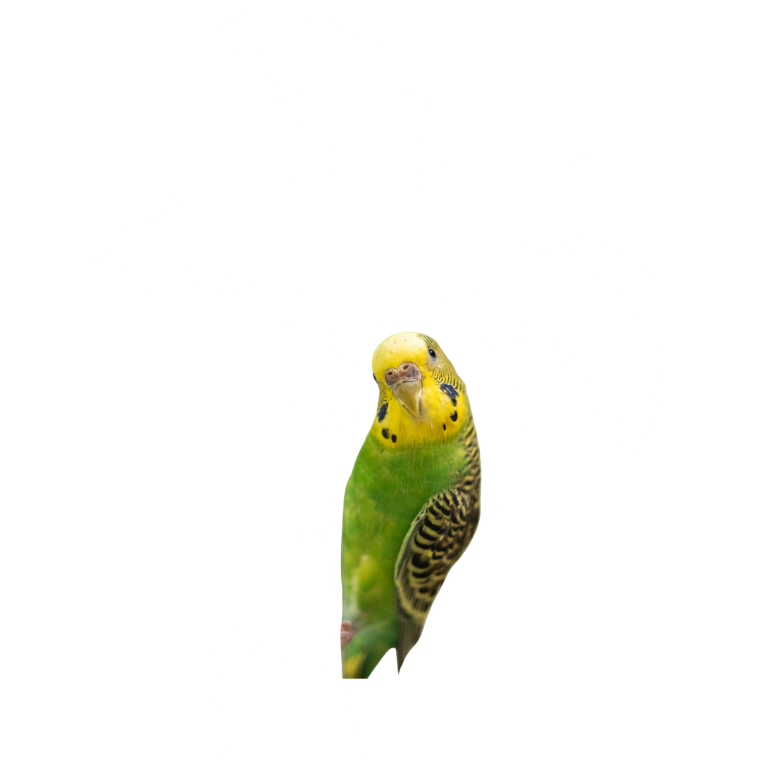 Bird on tree