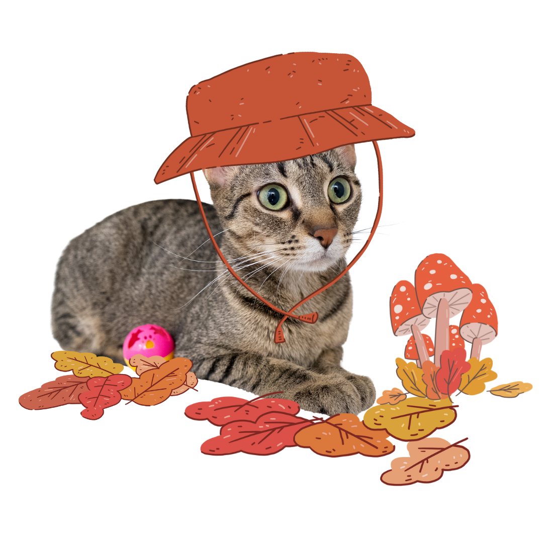 Cat in Hat