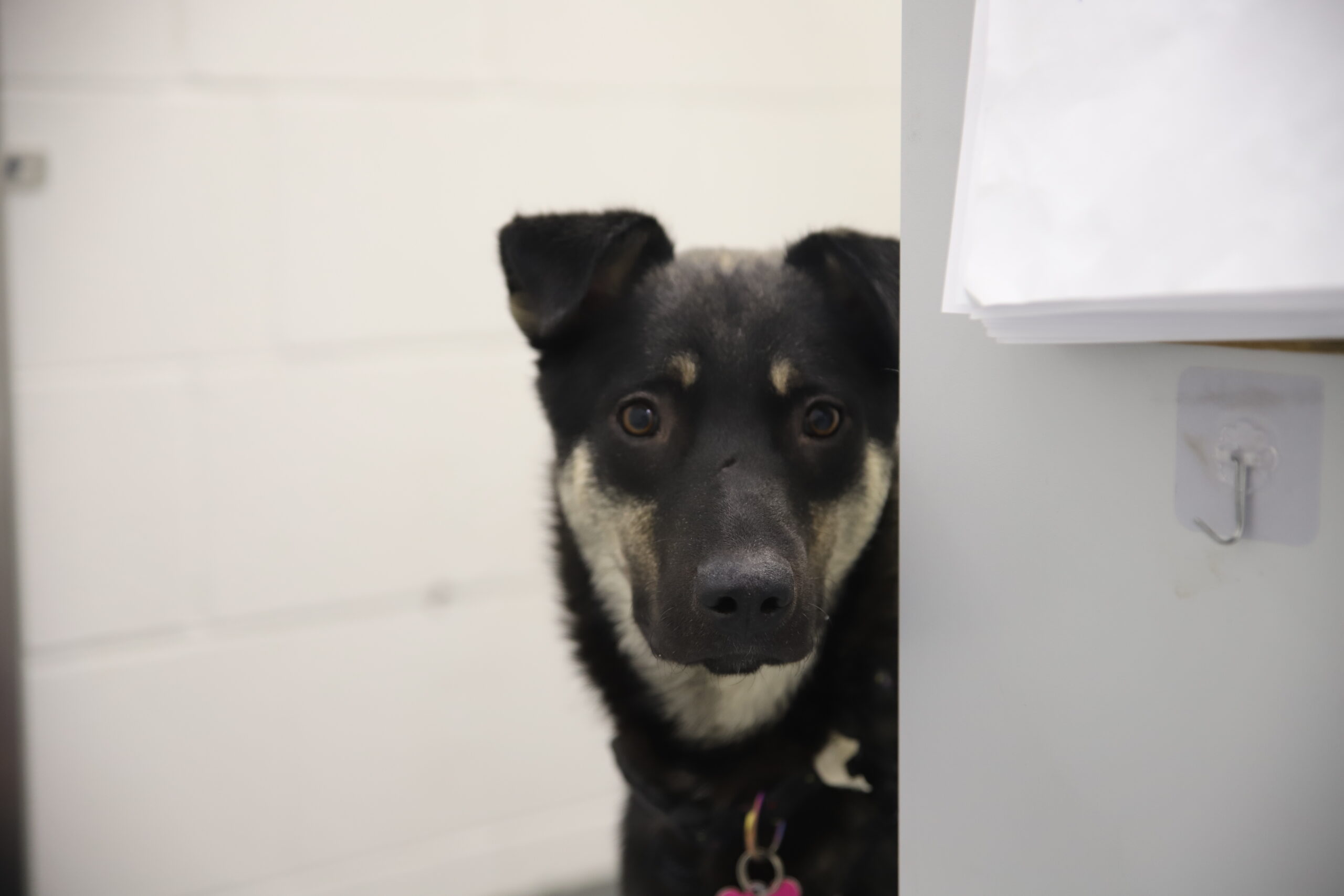 From Struggling to Snuggling: Kekoa’s Journey of Hope