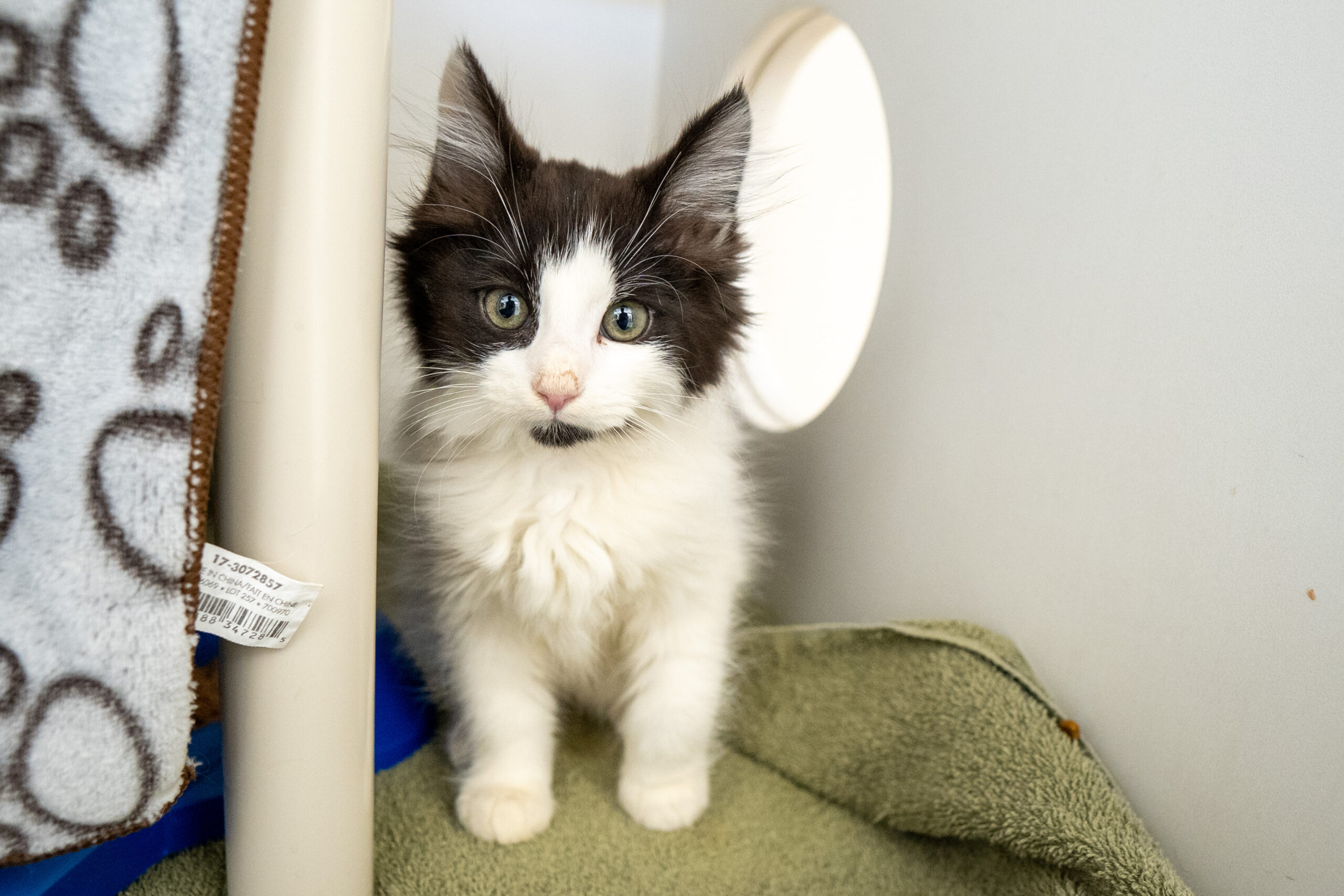 Vet wearing medical gloves holds small kitten