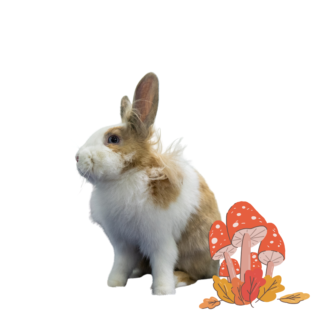 Bunny image