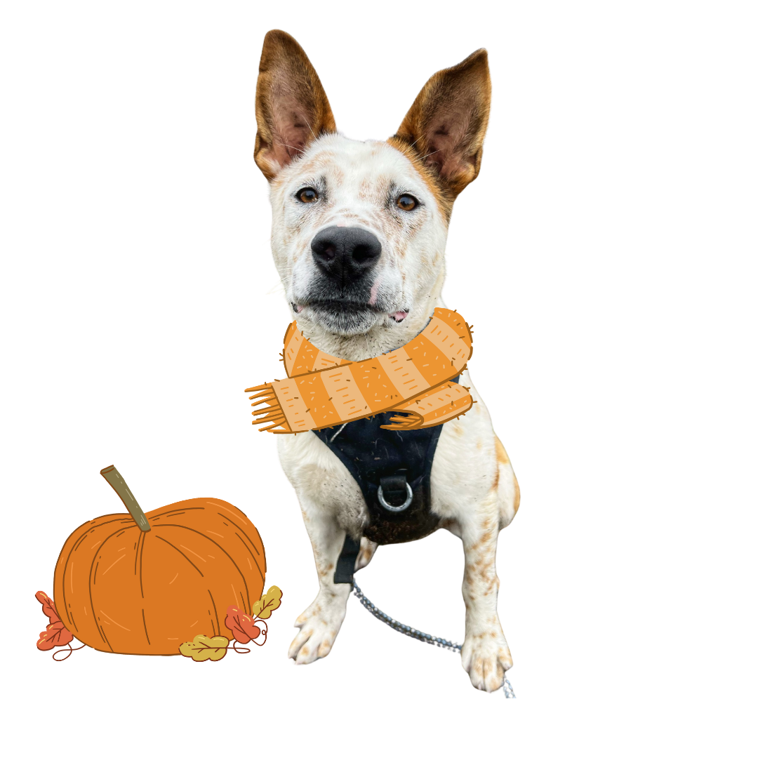 Dog with scarf