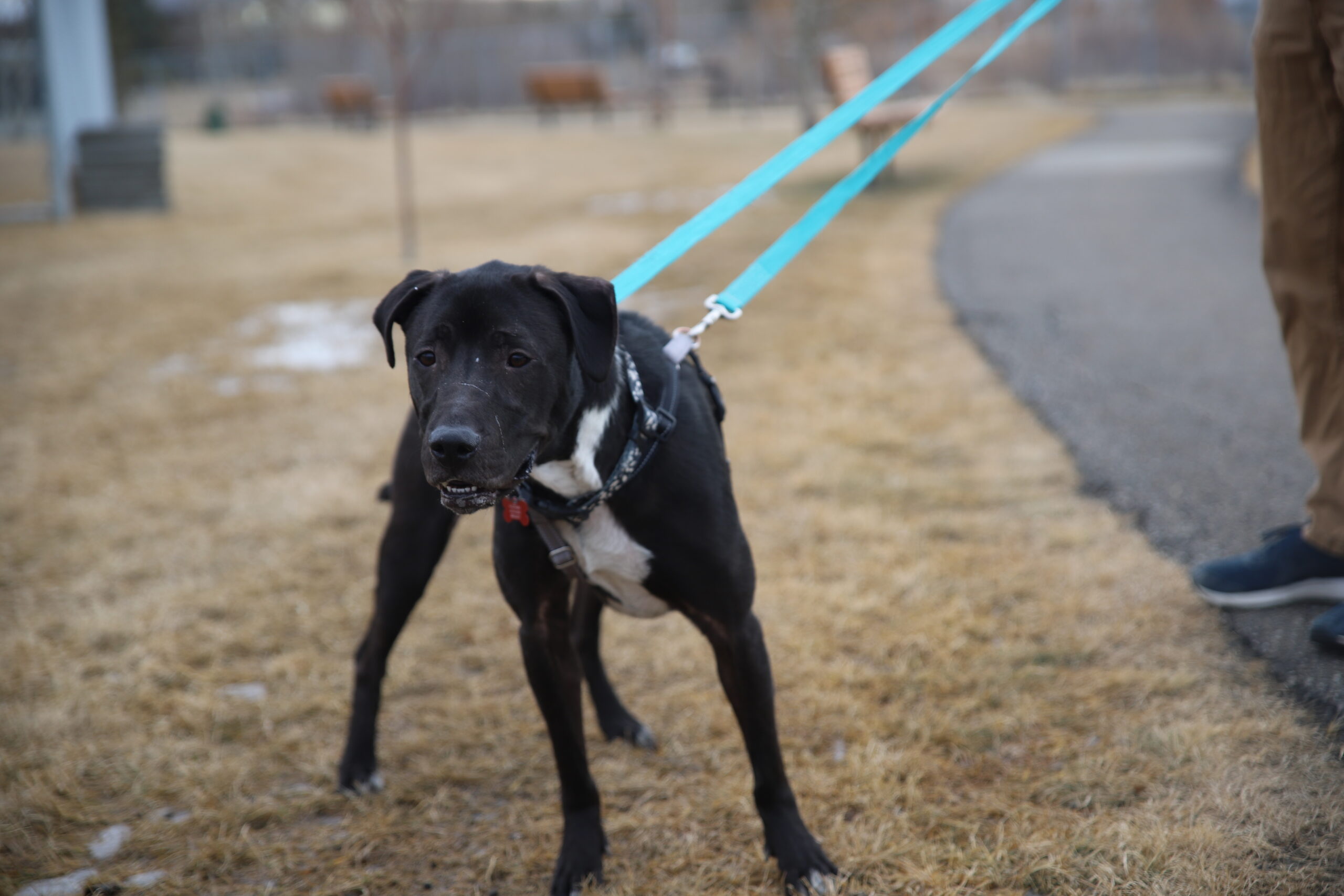 Dog body posture example