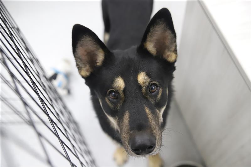 Dog facial expression example